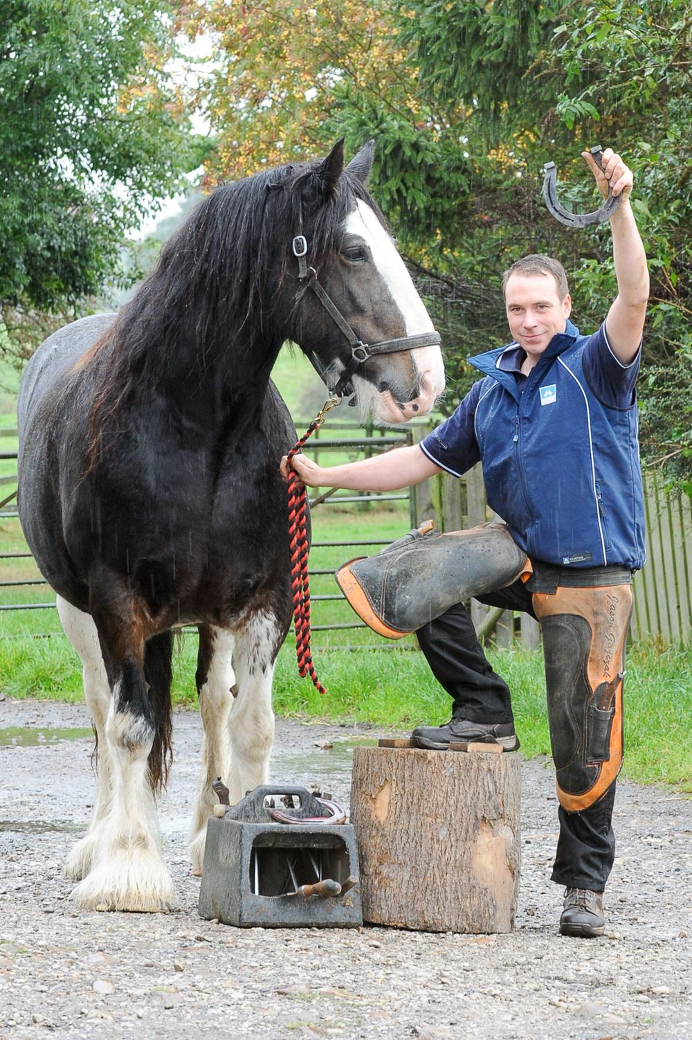 A shire horse and blacksmith, horseshoe raised in the air.