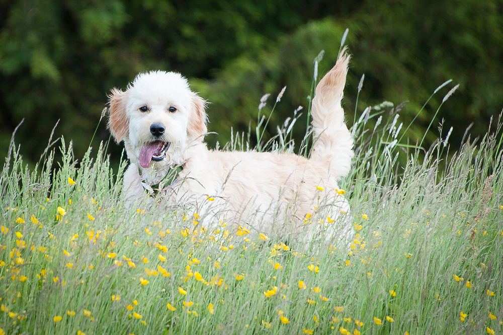 A cream-coloured cockapoo among the buttercups.