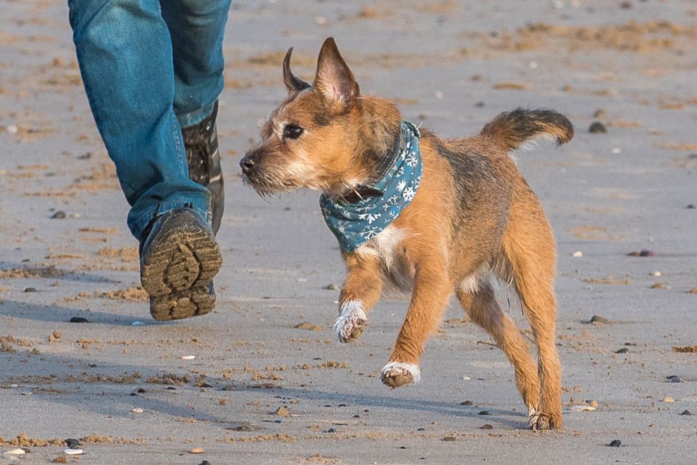 A border terrier runs along the beach in a blue bandana.